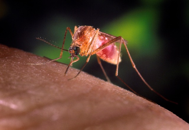 A Culex quinquefasciatus mosquito