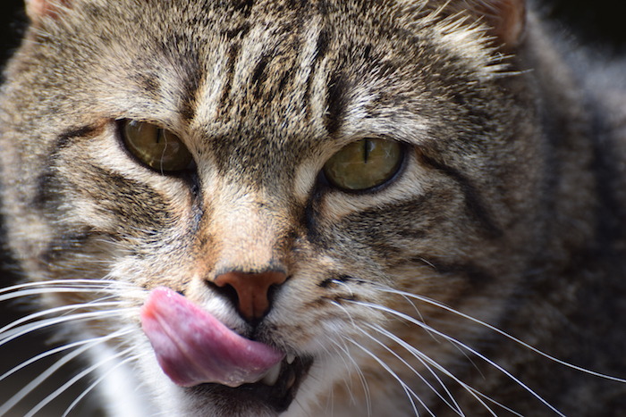 Vertical pupils may help an animal hunt at night