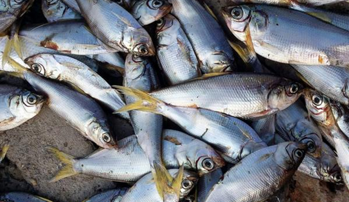 Tianjin Explosion: Thousands Of Dead Fish Wash Up On River Banks In Wake Of