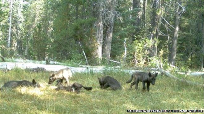 The first known wolf pack in California for nearly a century was spotted in a series of trail cam