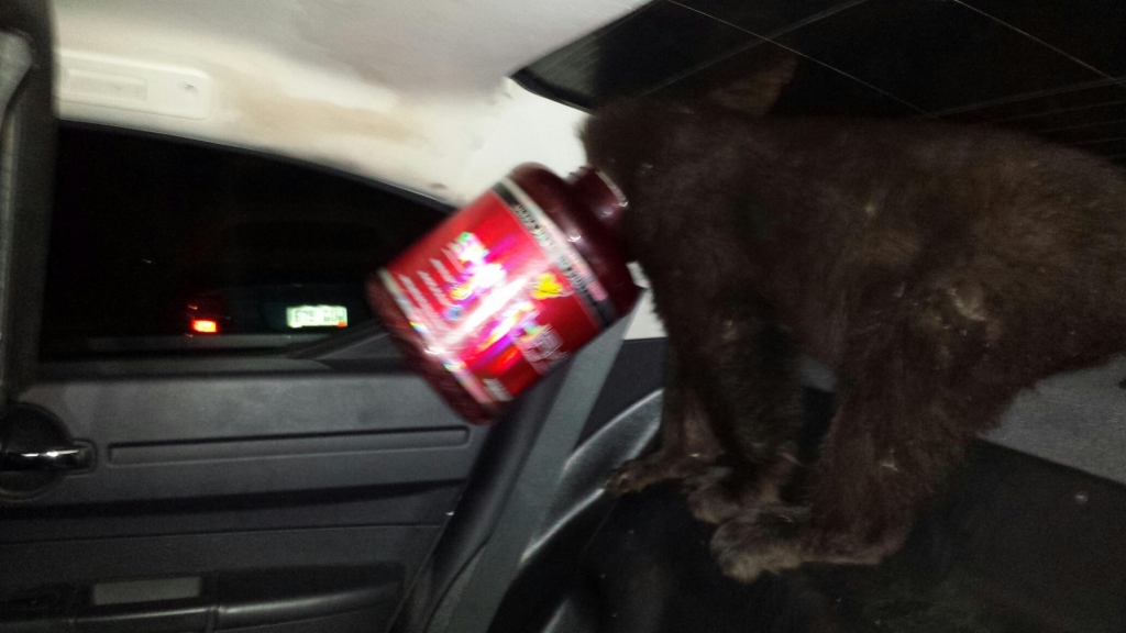 Police and firefighters rescued this bear after she got her head stuck in a protein canister early Tuesday morning.  Colorado Springs Police Department