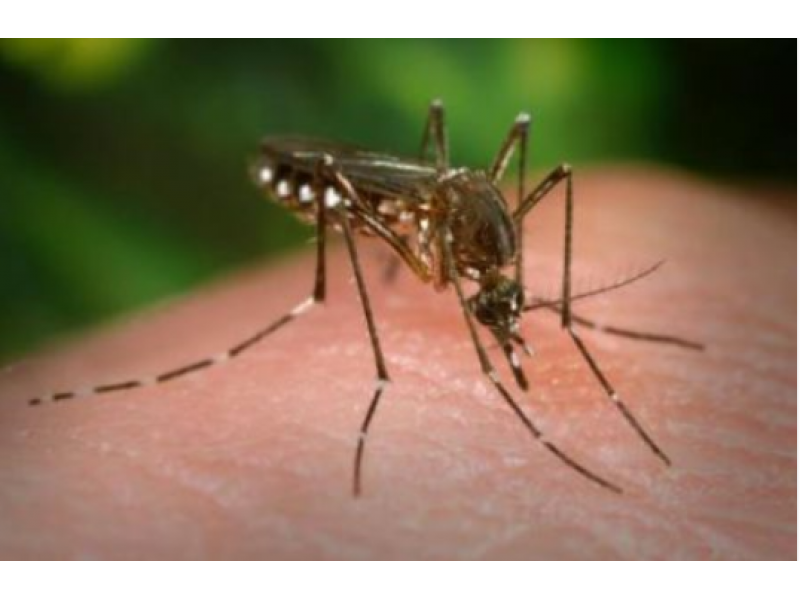 West Nile Virus Found in Greenwich Mosquitoes