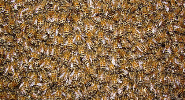 Saving the bees using Mother nature’s immunity strategies Bees “vaccinate” their young