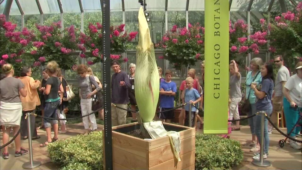 Rare corpse flower could bloom in Glencoe next week											
						
																	
						
		
			
			
				The rarely blooming titan