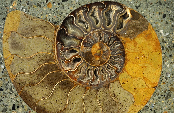 Fossil Nautilus