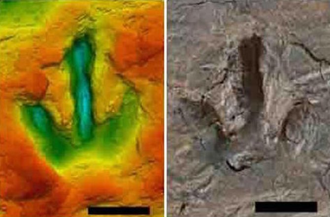 Fossilized Footprints of Dinosaurs Discovered in Germany