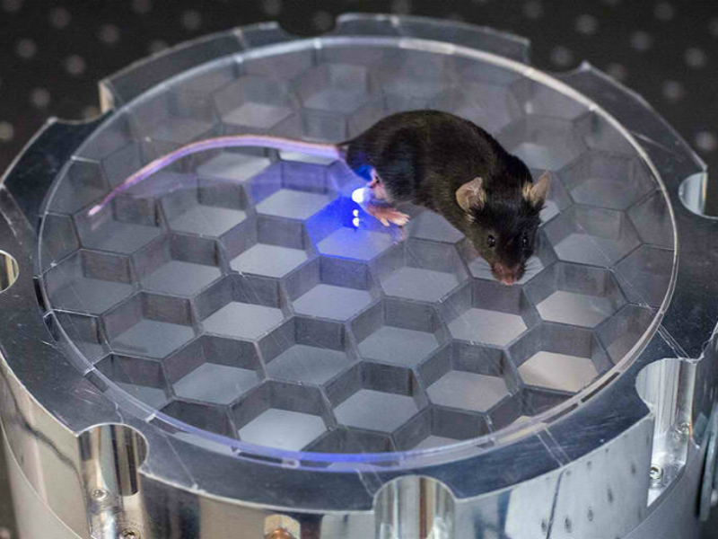 Wireless, implantable device stimulates nerves in mice