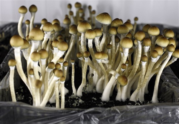 Russia Bans Entire Reddit Website over a Single Thread Discussing Psilocybin Mushroom Cultivation