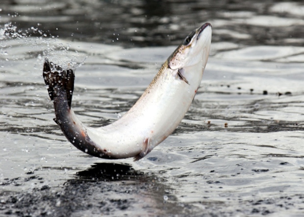 Salmon farmers Ewos have been taken over by Cargill