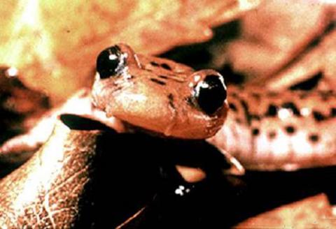 Ban on salamander imports could fend off deadly fungus