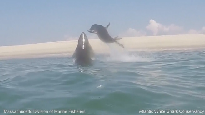 Screen grab from Atlantic White Shark Conservancy's video