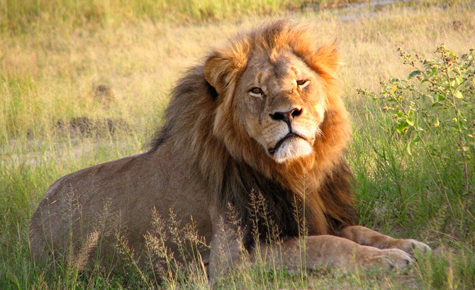 Walter Palmer Cecil the Lion Theo Bronkhorst