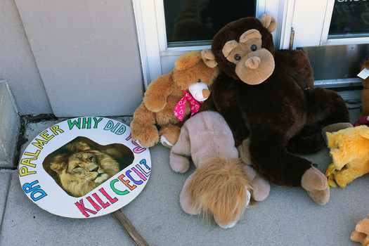 BLOOMINGTON MN- JULY 29 Signs and stuffed toy animals are placed at a memorial for Cecil the lion in the parking lot of Dr. Walter Palmer's dental clinic. Several airlines have announced they will no longer transport big game trophies like Cecil