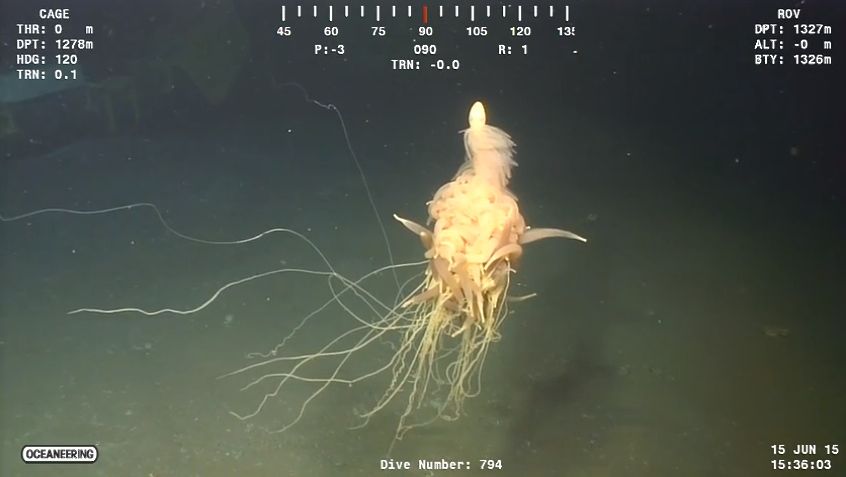 “Flying Spaghetti Monster” Spotted 1,300 Meters Below the Sea