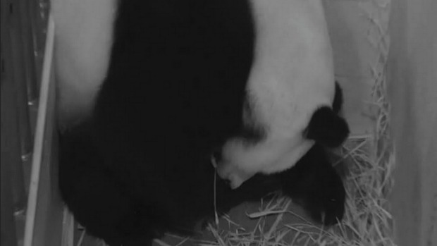 The National Zoo's Mei Xiang is shown in this pandacam image after giving birth to her latest cub