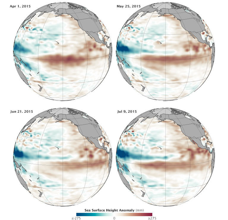 NASA Earth Observatory image by Jesse Allen using Jason-2 data provided by Akiko Kayashi and Bill Patzert NASA  JPL Ocean Surface Topography Team. Data acquired April to July 2015