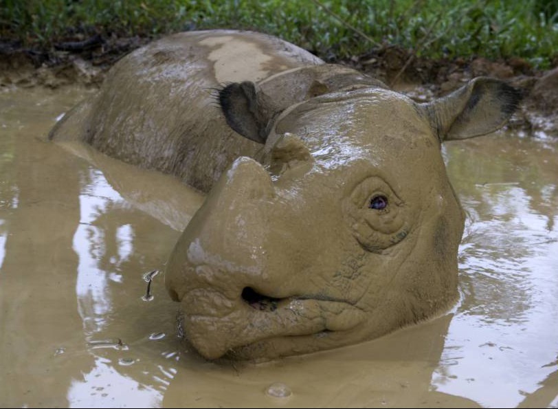 Sumatran Rhino Becomes Extinct in the Wild of Malaysia: Fewer Than 100 Remain