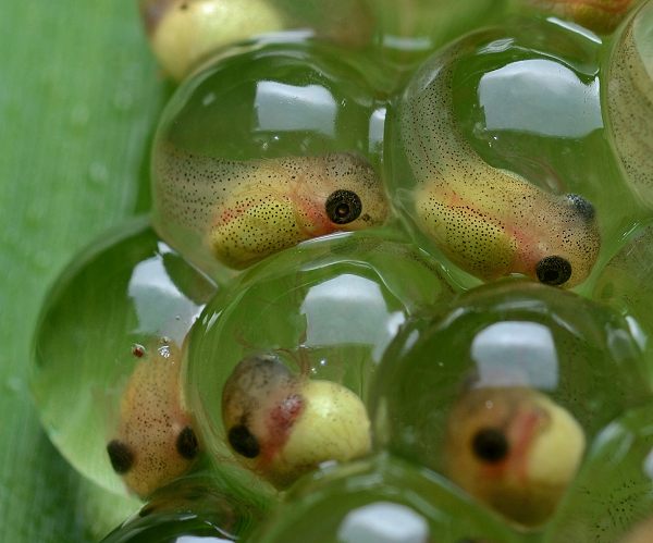 Tadpoles