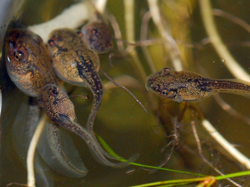 Tadpoles