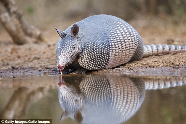 Tough exterior A Texas man suffered a graze wound to the head when he fired a round at an armadillo but it ricocheted off the mammal's shell and struck him. The image above is a file