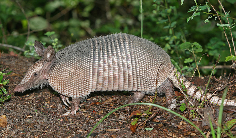 A man in east Texas has had his jaw wired shut after he fired a gun at an armadillo in his yard and the bullet ricocheted back to hit him in his face. – Wikipedia pic