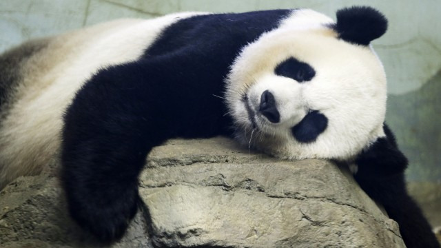 The Smithsonian National Zoo's Giant Panda Mei