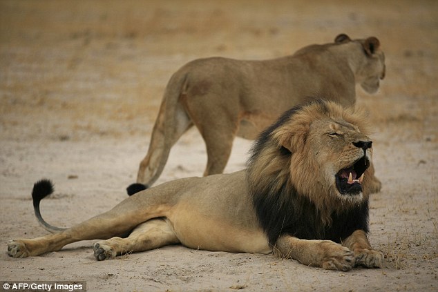 The killing of Cecil one Zimbabwe's most famous lions has caused global outrage