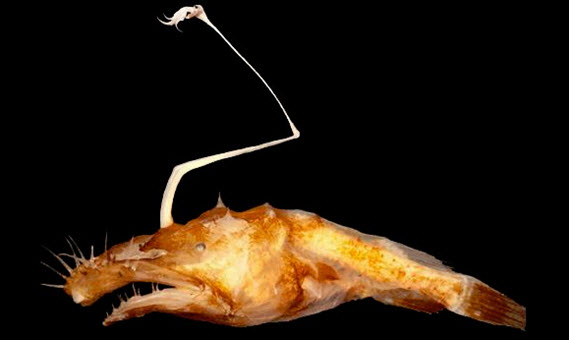 The newest anglerfish species Lasiognathus Regan dwells in the deep water of the Gulf of Mexico between 3,000 to 4,000 meters deep