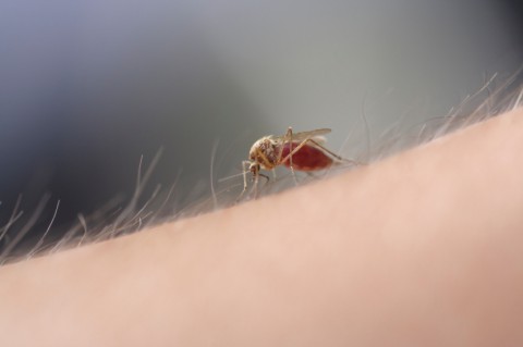 First human case of West Nile confirmed in North Dakota this year