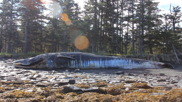 Mystery of dead Alaska whales grows