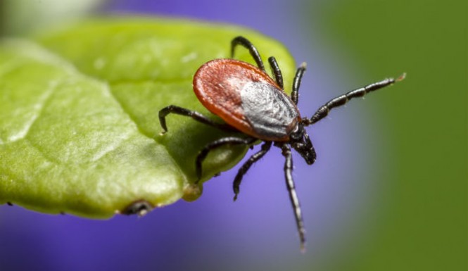 Tick bite causes Oklahoma mom to suffer four amuptations