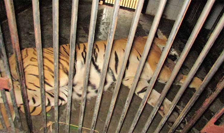 The tiger was tranquilised and put in a cage