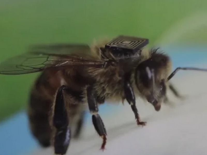 Sensor on Bee