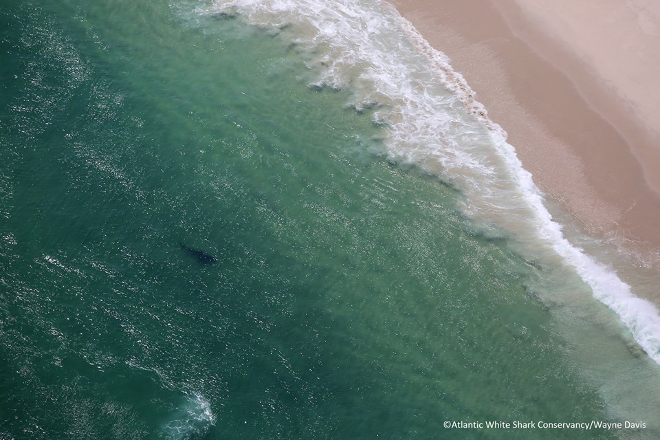 Two great white sharks are seen off the shores of Chatham Massachusetts last week