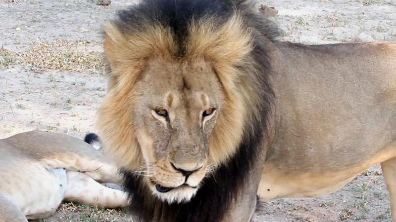 Delta Air Lines Bans Shipment of Big Game Hunting Trophies