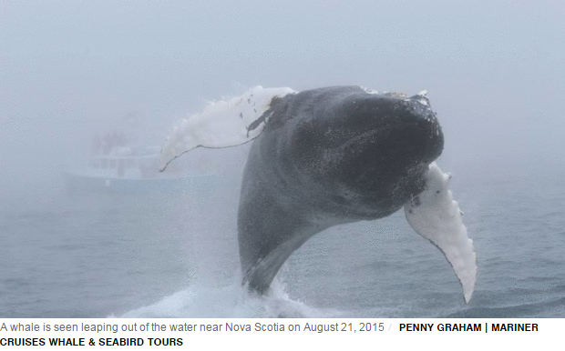 Humpback whale pulls off once-in-a-lifetime backflip