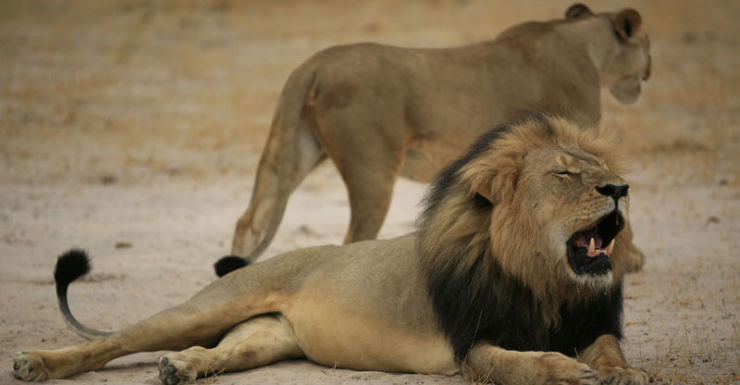 Vandals spray-painted the phrase'lion killer on the home's garage and left a trail of pig feet covered in a red substance along with a jar of lion-shaped cookies