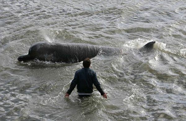 Edwin Tynewell of the Atlantic Whale Foundation tries to help the whale stranded on the banks of the Thames near Albert Bridge in 2006. Sadly this confused Bottlenosed whale couldn't be saved but you could make a difference to the many diverse speci