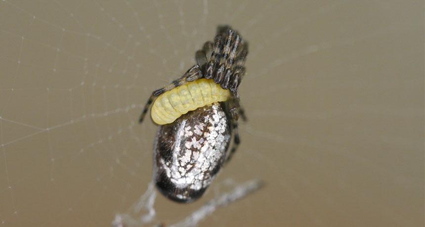 Parasitic wasp larva gets more than a meal from its spider host