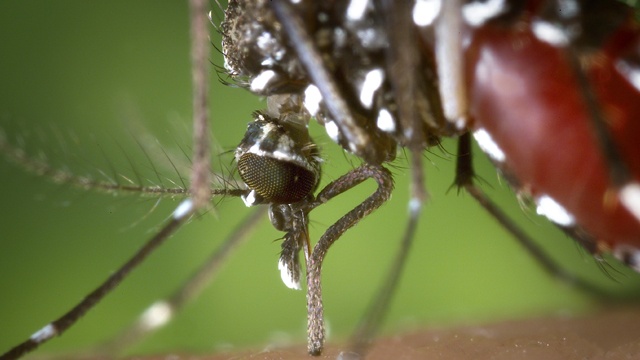 Mosquito-borne disease advisory issued for Hillsborough County - WFLA.com