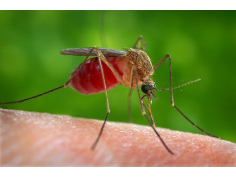 Mosquito Pool Tests Positive for West Nile Virus