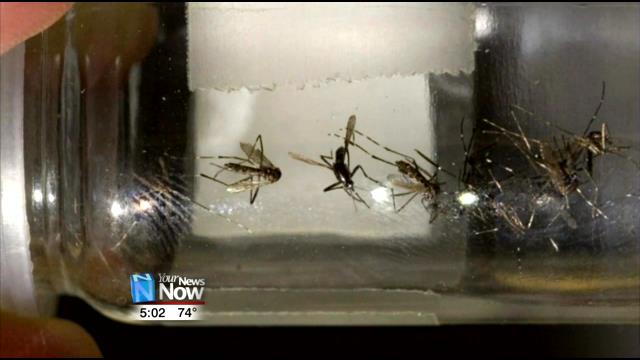 Mosquito viruses pose threat to Madison County