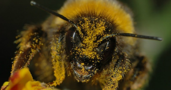 Pollen or Nectar? For Bumblebees it Depends on the Weather- Clapway