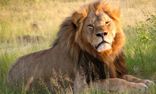 Cecil the lion's brother, Jericho, killed illegally