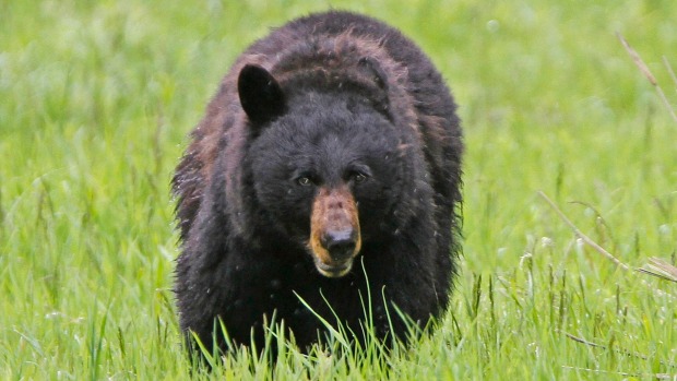 It's unclear what effect observation by drones has on wildlife but they certainly send North American black bears hearts racing