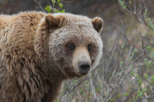 Woman mauled by bear Jogger fights off grizzly bear attack on Alaska trail