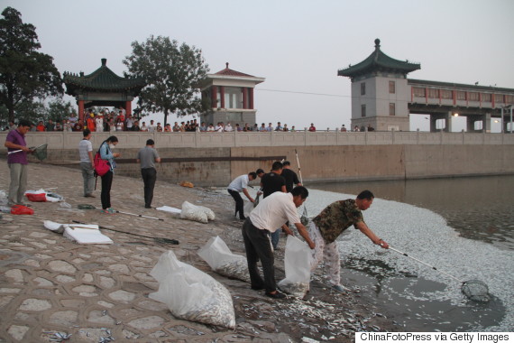 Workers collect dead fish along the shore of Haihe River Dam on Aug 20 in Tianjin China