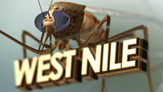 World News
Birds test positive for West Nile virus in Portage County

By Mo Ahmad