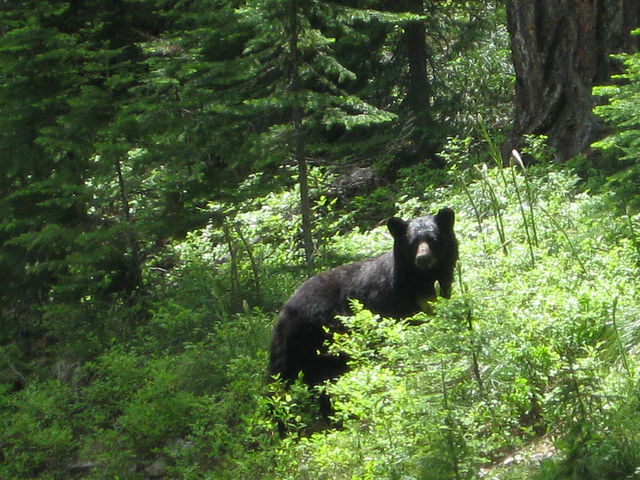 Deputies: Bear attacks man at Mariposa County home