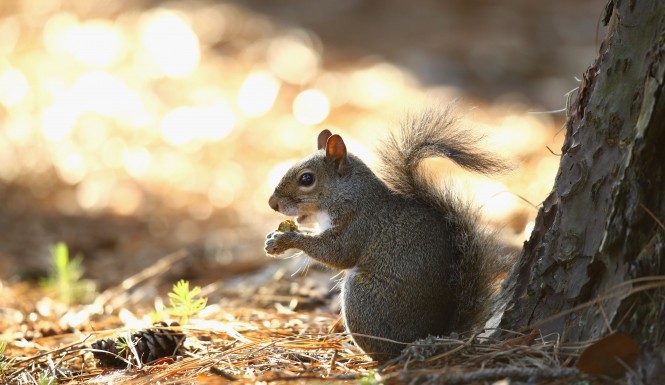 PONTE VEDRA BEACH FL- MAY 07 A squirrel eats an acorn during round one of THE PLAYERS Championship at the TPC Sawgrass Stadium course